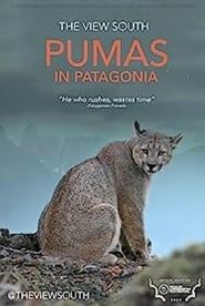 Pumas in Patagonia-hd