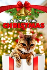A Bengal for Christmas-hd
