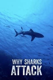 Image Why Sharks Attack 2023