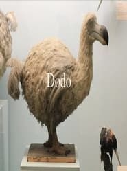 watch Dodo