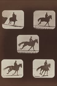 The Horse in Action series tv