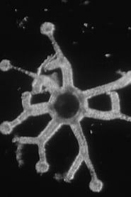 Comment naissent les méduses (1960)