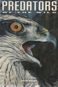 Image Predators of the Wild: Hawk