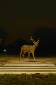 Image Canon: Urban Deer