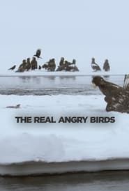 The Real Angry Birds series tv