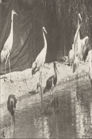 Image Storks, Swans, etc.