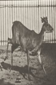 Image Virginia Deer, Buck, Galloping