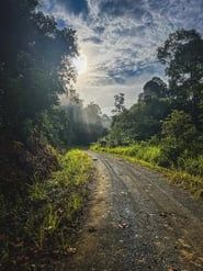 Dans la jungle de Bornéo series tv