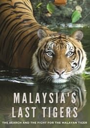 Image Malaysia's Last Tigers