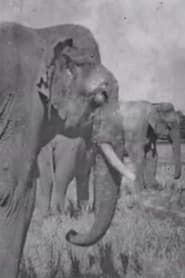 Land of the Elephants series tv