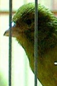 Image Russian Canary