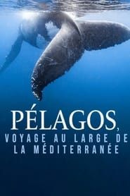 Image Pélagos, voyage au large de la Méditerranée
