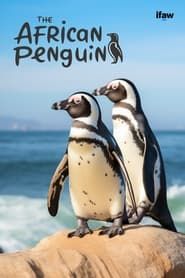 The African Penguin series tv