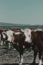 Herds West (1955)