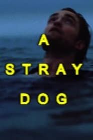 Image A Stray Dog