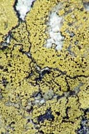 Lichens Are The Way series tv