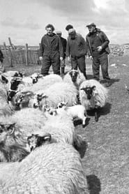 Image The Shepherds of Berneray
