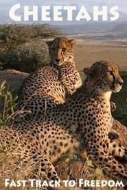 Image Cheetahs: Fast Track to Freedom 2004