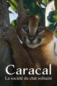 Caracal : La Société du chat solitaire series tv