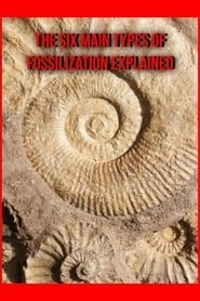The Six Main Types of Fossilization Explained (2024)