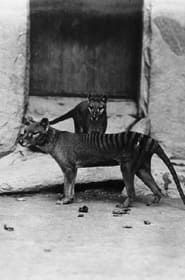 Thylacine Film series tv
