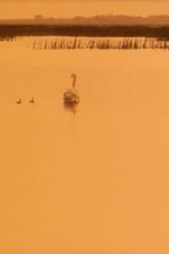 Image Wild Swans