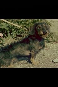 Image A Short Film About a Dachshund