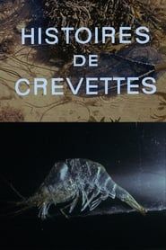 Image Histoires de crevettes