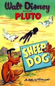 Image Pluto, chien de berger