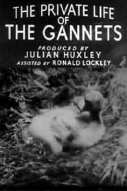 The Private Life of the Gannets series tv