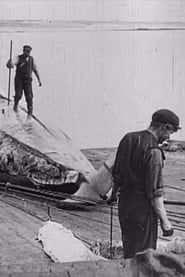 Whaling Afloat and Ashore 1908 streaming