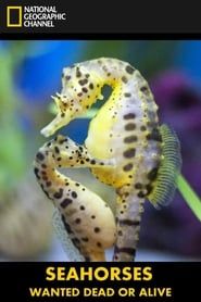 Seahorses: Wanted Dead or Alive 