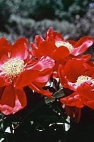 Le Chant de la fleur introuvable (1959)