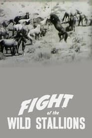 Fight of the Wild Stallions series tv