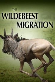 Affiche de The Wildebeest Migration: Nature's Greatest Journey