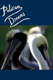 Affiche de Pelican Dreams