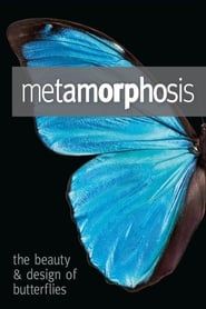 Image Metamorphosis: The Design and Beauty of Butterflies