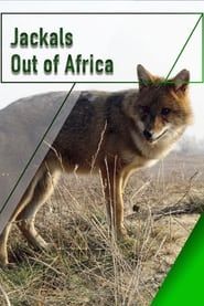 Image Jackals - Out of Africa