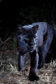 Image In Search Of A Legend: Black Leopard