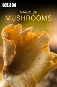 Image The Magic of Mushrooms