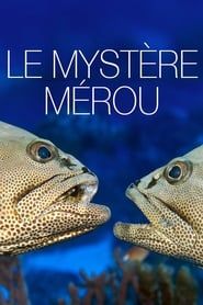 The Grouper Mystery series tv