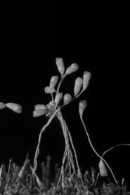Gathering Moss (1933)