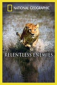 Image Relentless Enemies: Lions and Buffalo