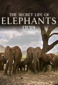 The Secret Life of Elephants series tv