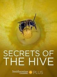 Image Secrets of the Hive