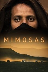 Image Mimosas, la voie de l'Atlas