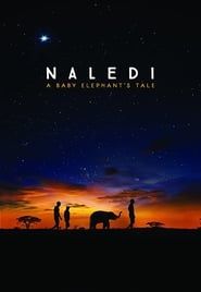 Image Naledi, l'éléphanteau orphelin
