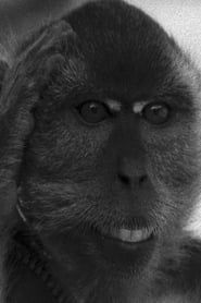 The Masked Monkeys series tv