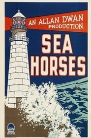 Sea Horses-hd