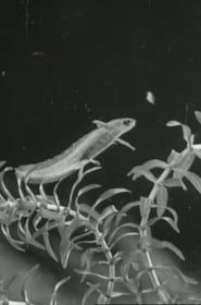 The Life Cycle of the Newt 1942 streaming